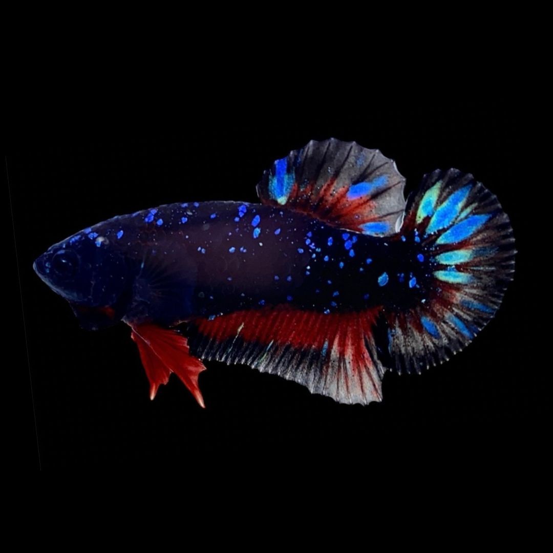 Rare Black Star Betta Fish