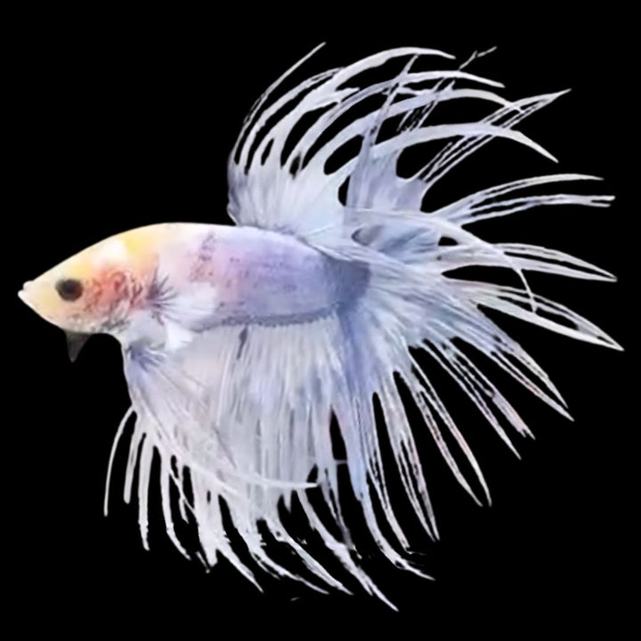 Rare Candy Crowntail Betta Fish