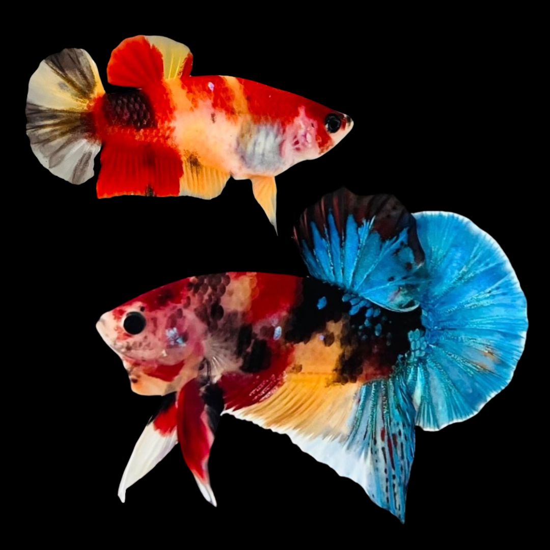 Rare Pair Koi Multicolors Betta Fish (Male & Female)