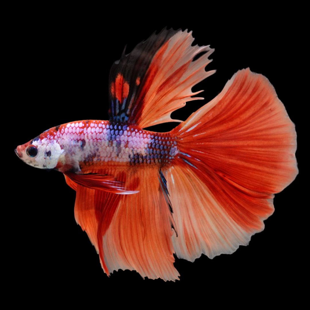 Rare Halfmoon Multicolors Betta Fish