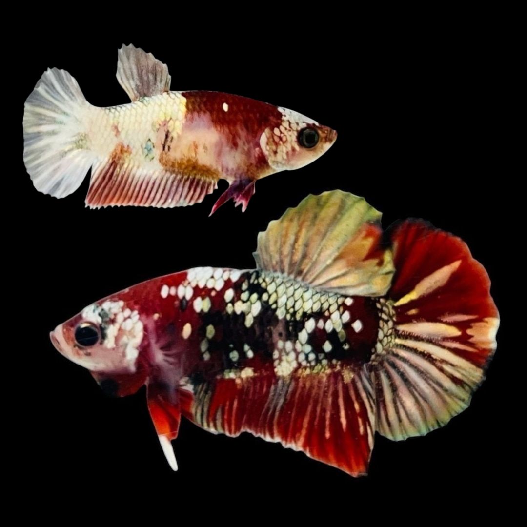 Rare Pair Red Copper Betta Fish