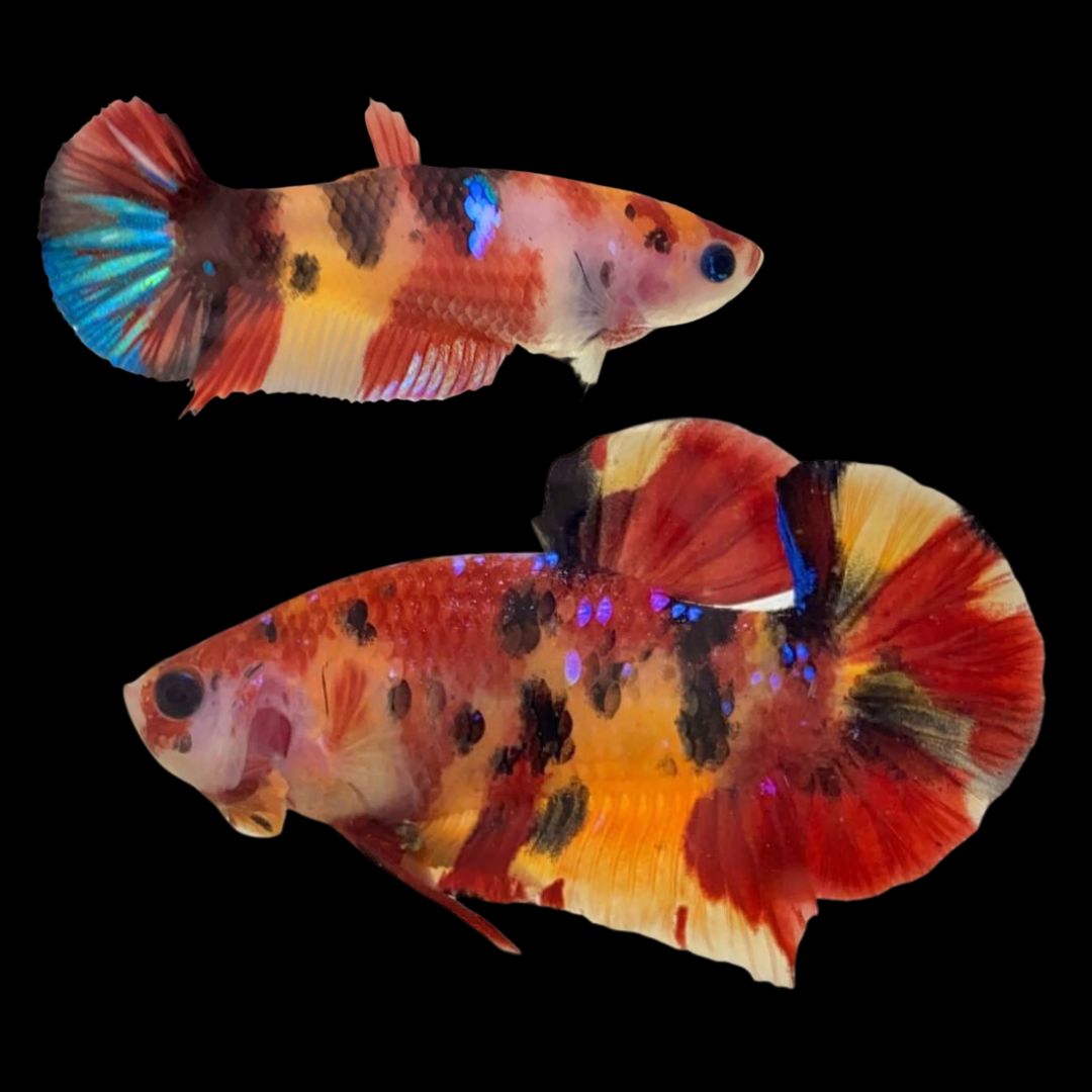 Rare Pair Koi Fire Tiger Betta Fish