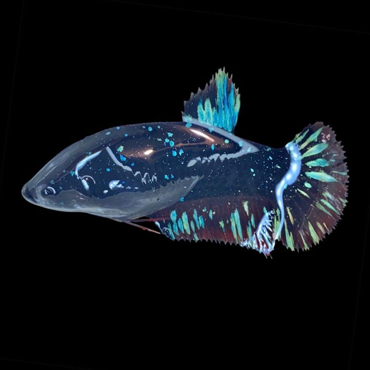 Rare Avatar Betta Fish