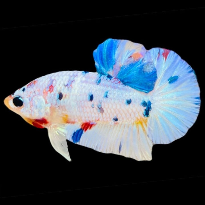 Rare Koi Multicolors Betta Fish