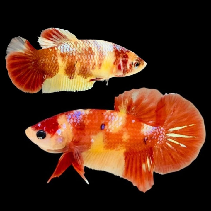 Rare Pair Koi Multicolors Betta Fish