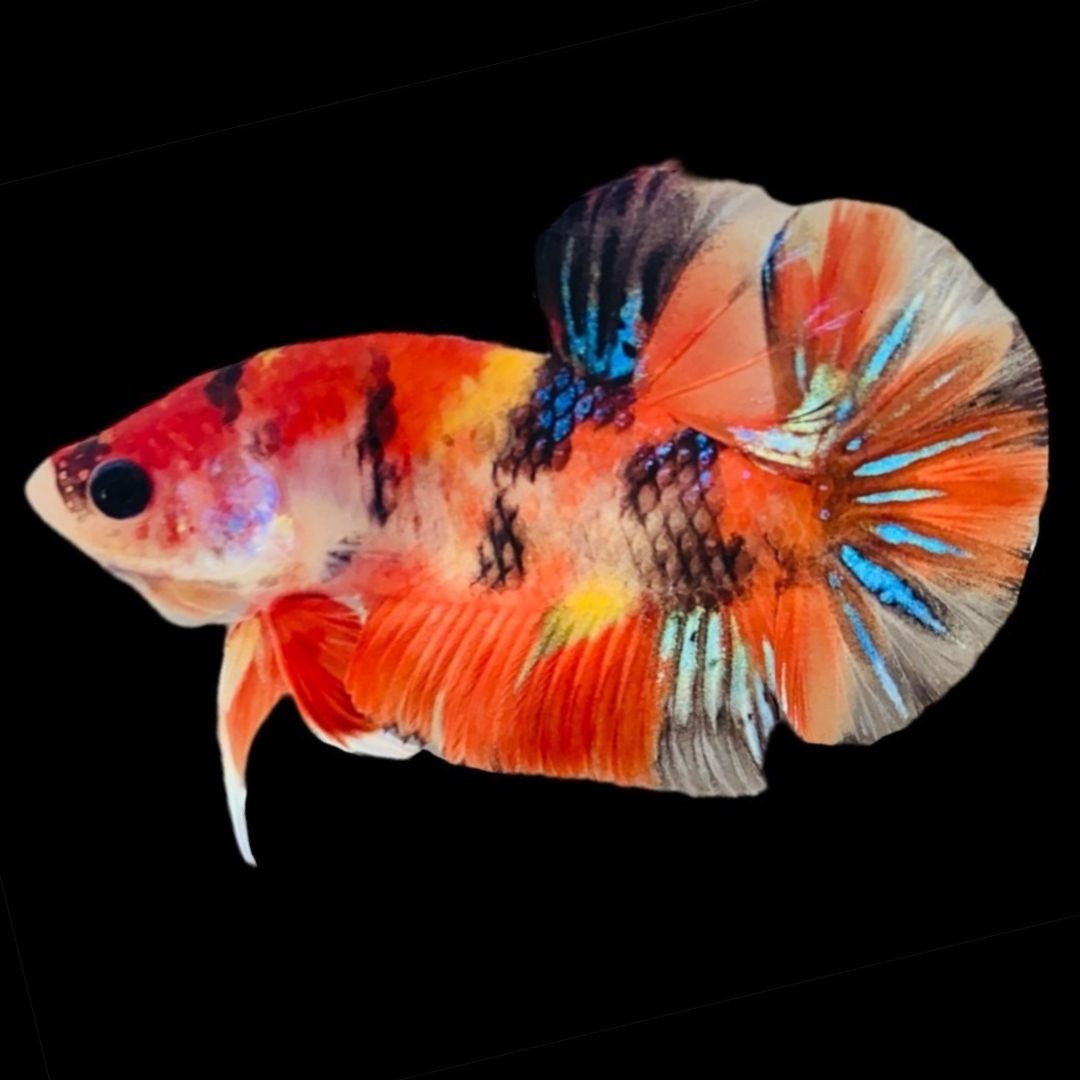 Rare Koi Multicolors Betta Fish