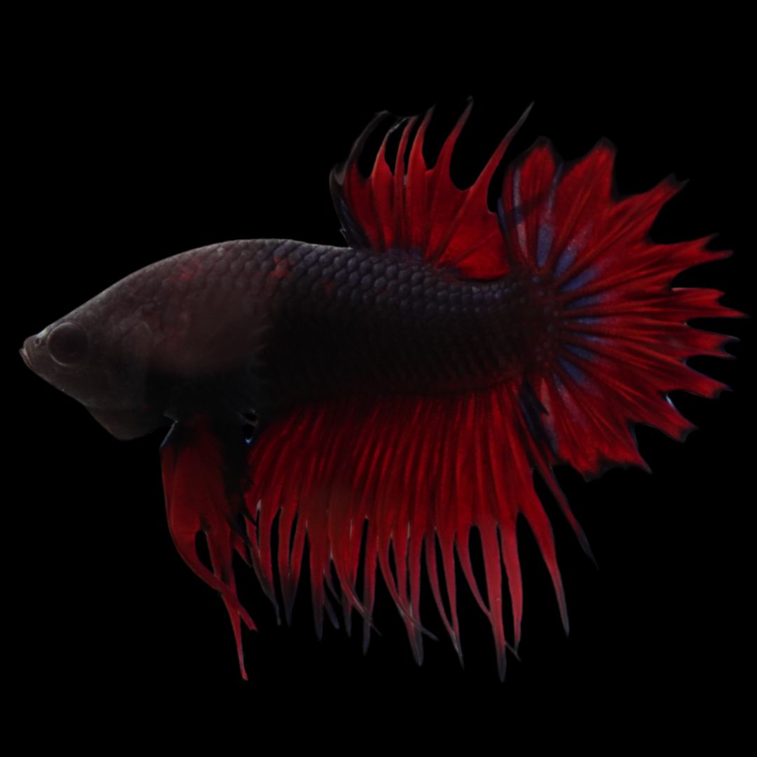 Rare CTPK Red Devil Betta Fish