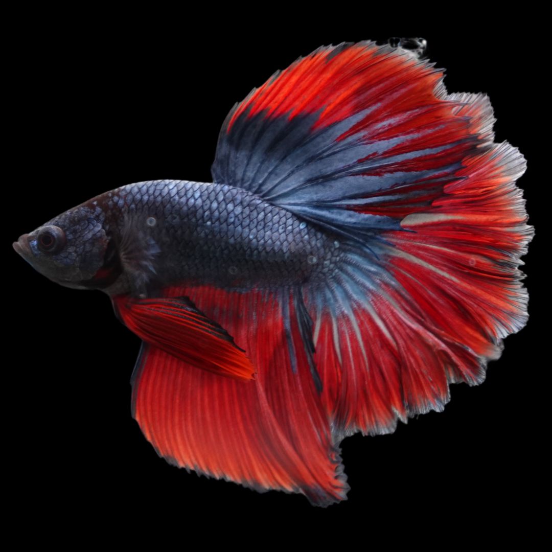 Rare Classic Halfmoon Betta Fish