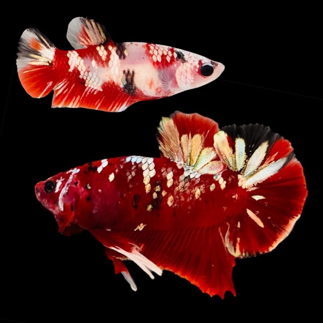 Rare Pair Red Copper Betta Fish