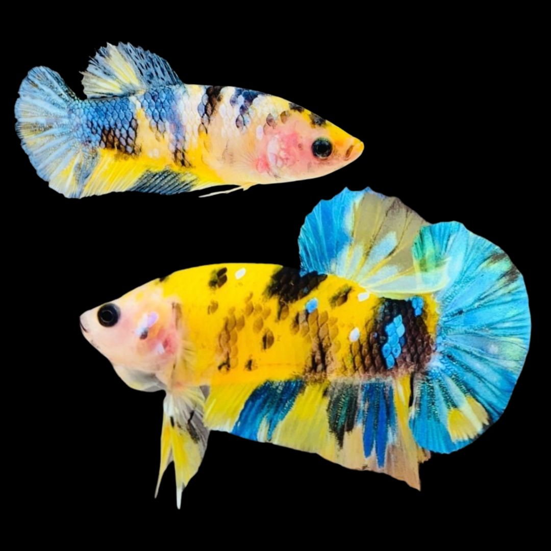 Rare Pair Koi Multicolors Betta Fish