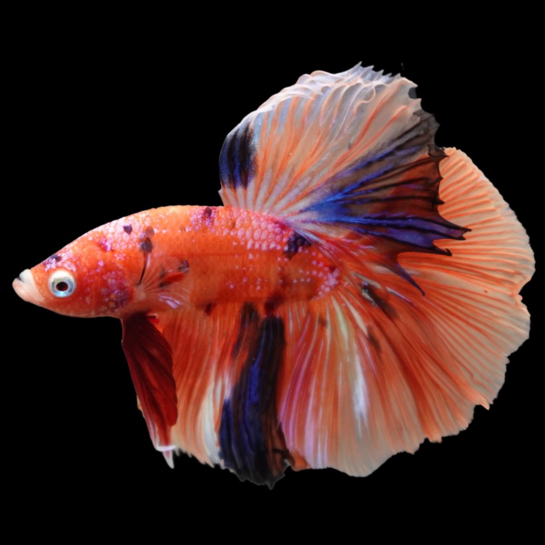 Rare Halfmoon Multicolors Betta Fish