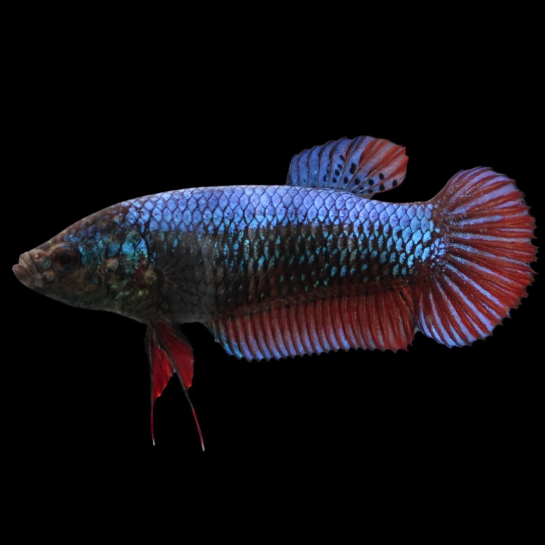 Rare Giant Multicolors Betta Fish