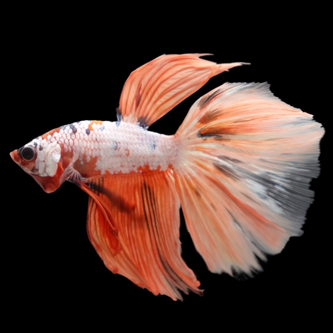 Rare Halfmoon Multicolors Betta Fish