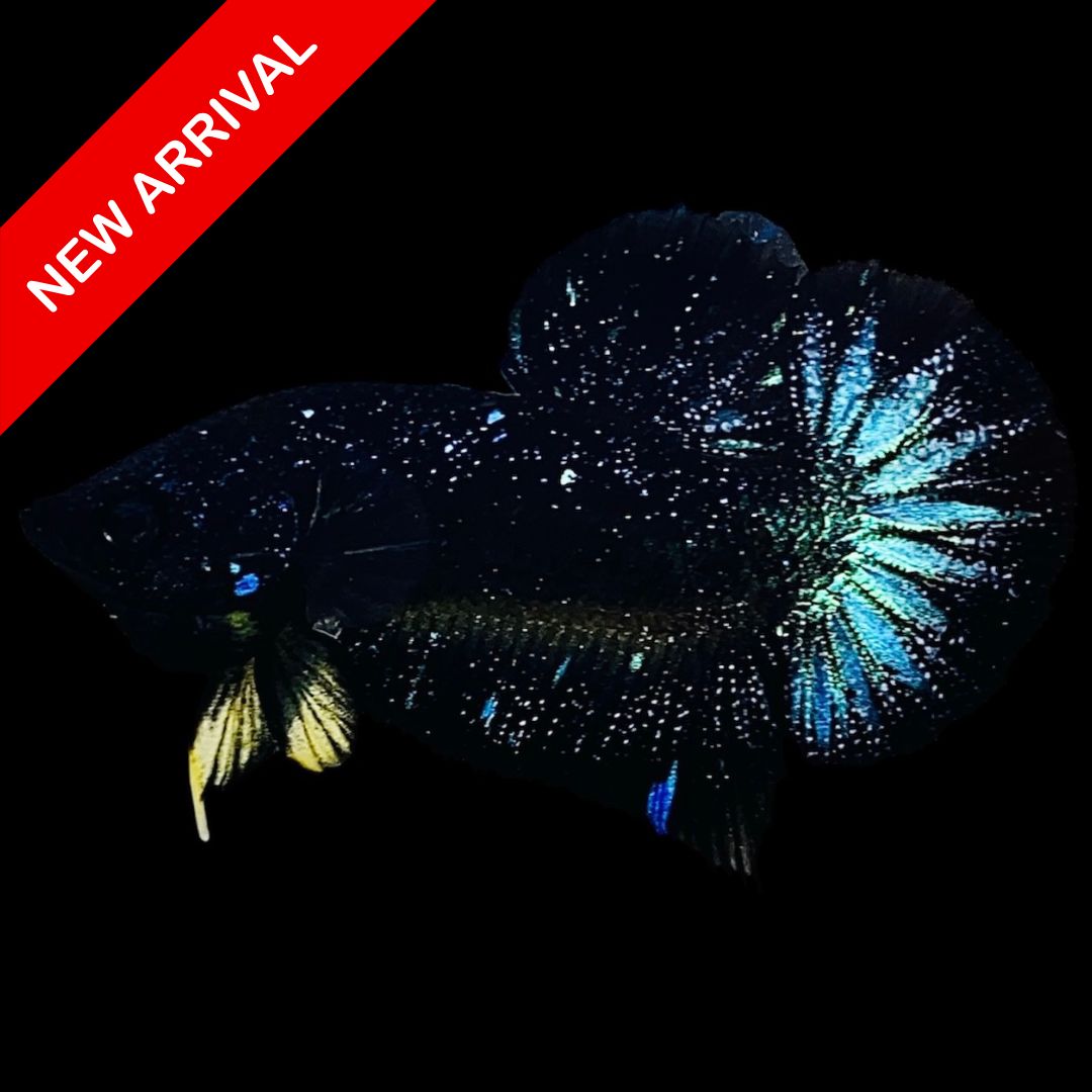 Rare Avatar Betta Fish