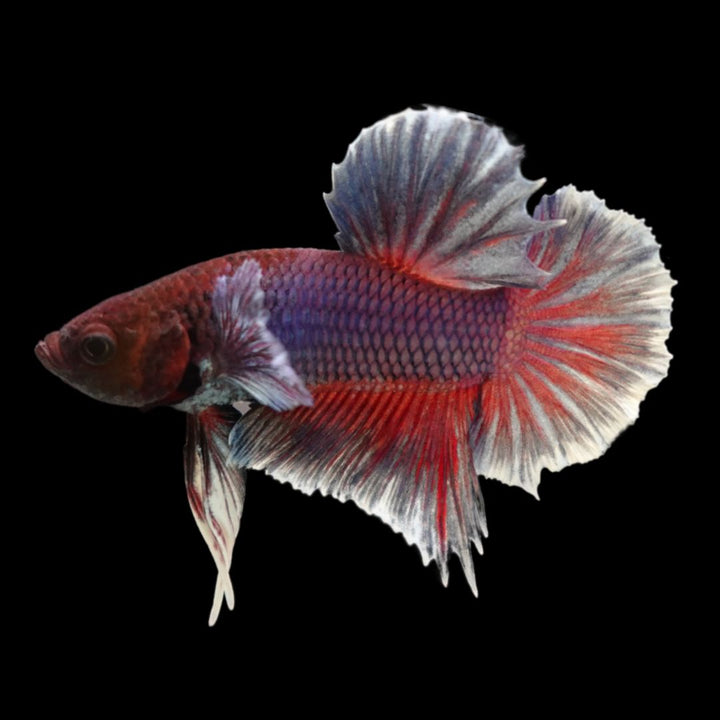 Rare Dumbo Crimson Red Betta Fish