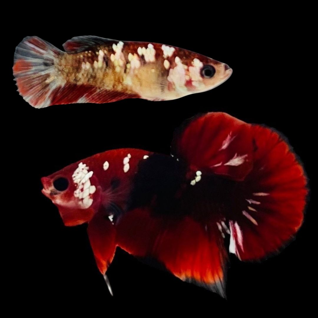 Rare Pair Red Copper Betta Fish