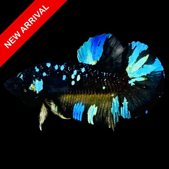 Rare Avatar Betta Fish