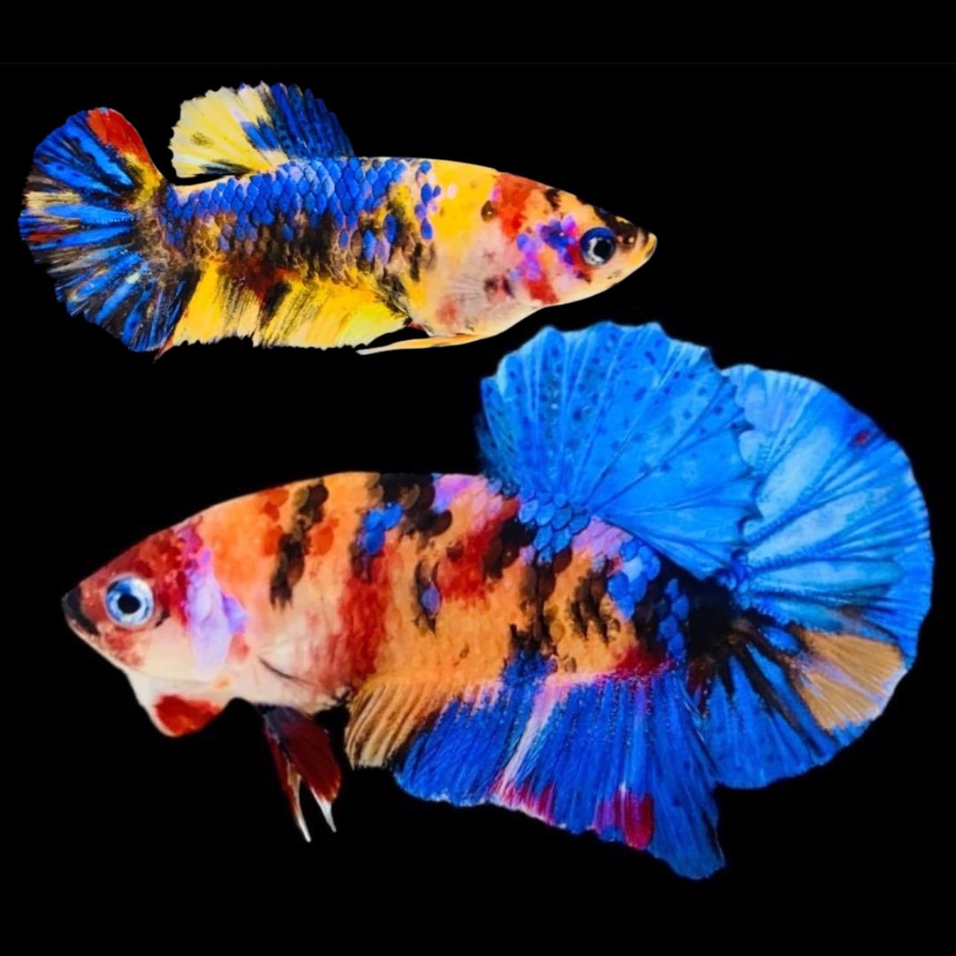 Rare Pair Koi Multicolors Betta Fish