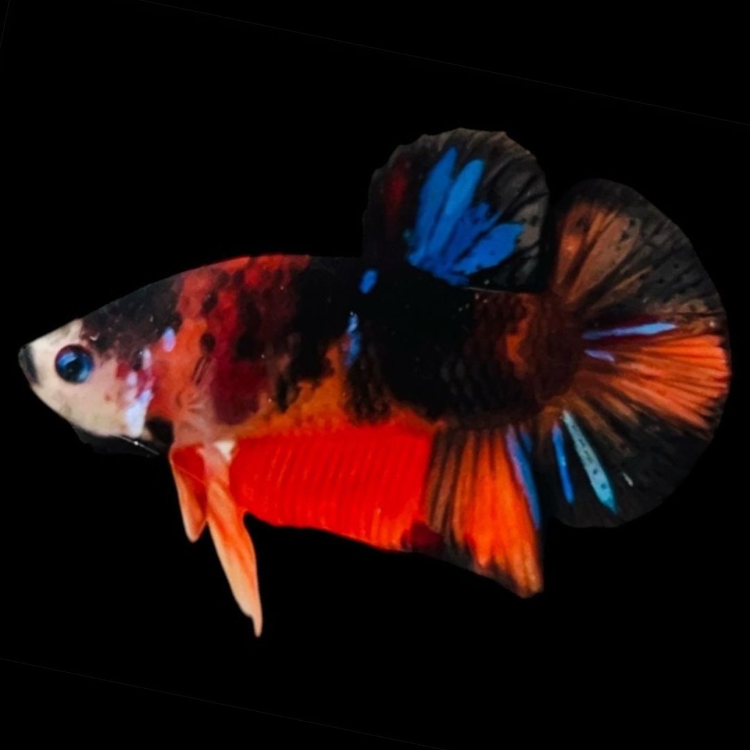 Rare Koi Multicolors Betta Fish