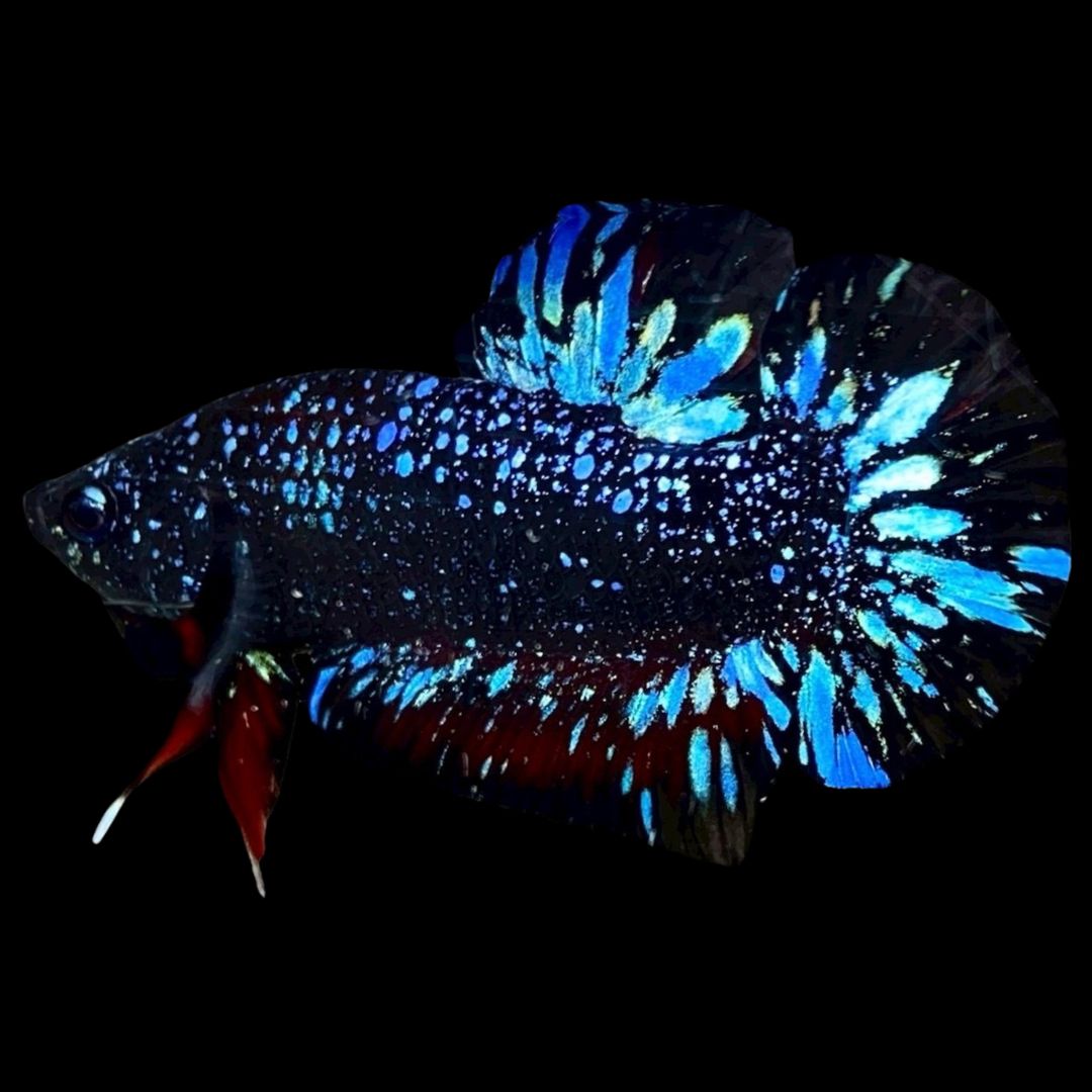 Rare Avatar Betta Fish