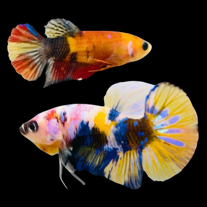Rare Pair Koi Multicolors Betta Fish
