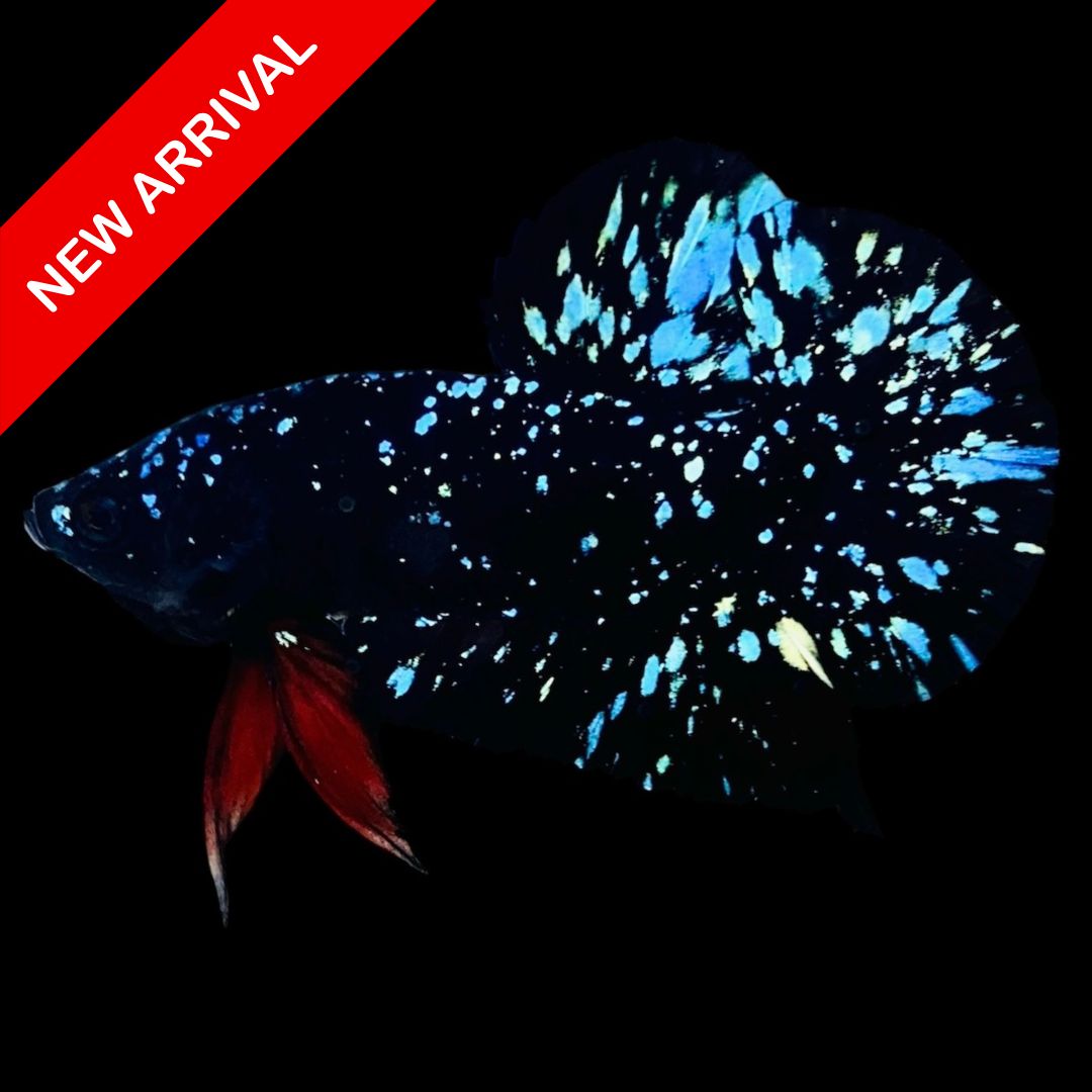 Rare Avatar Betta Fish