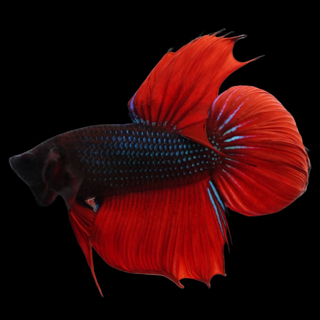 Rare Classic Veiltail Betta Fish