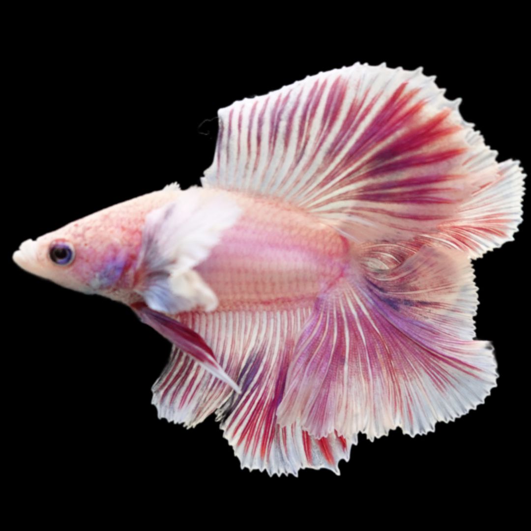 『AMAZING THAI BETTA』 Betta Fish Thailand Flag Sky Hawk OHM - nicebettathailand.com