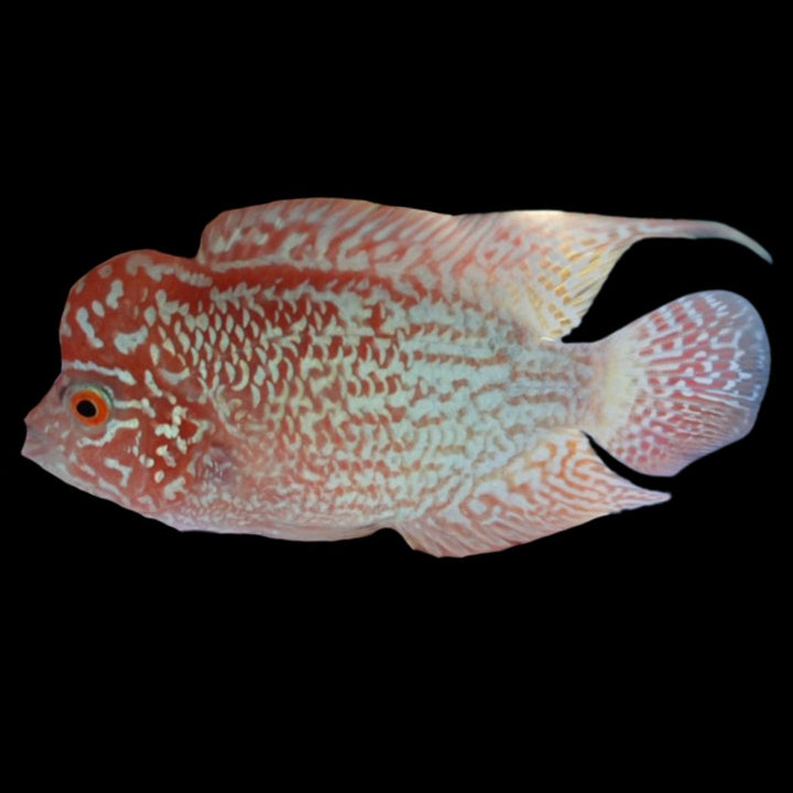 Rare Kamfa Golden Base Flowerhorn 4 inch