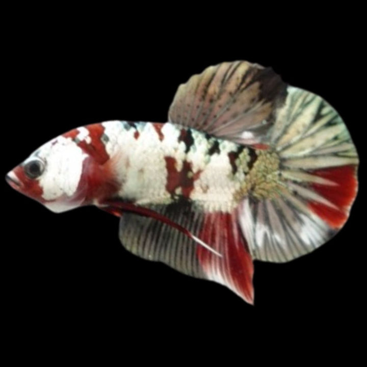 Rare Koi Multicolors Betta Fish (Male)