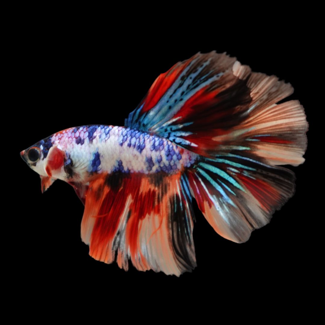 Competition Halfmoon Multicolors Betta Fish