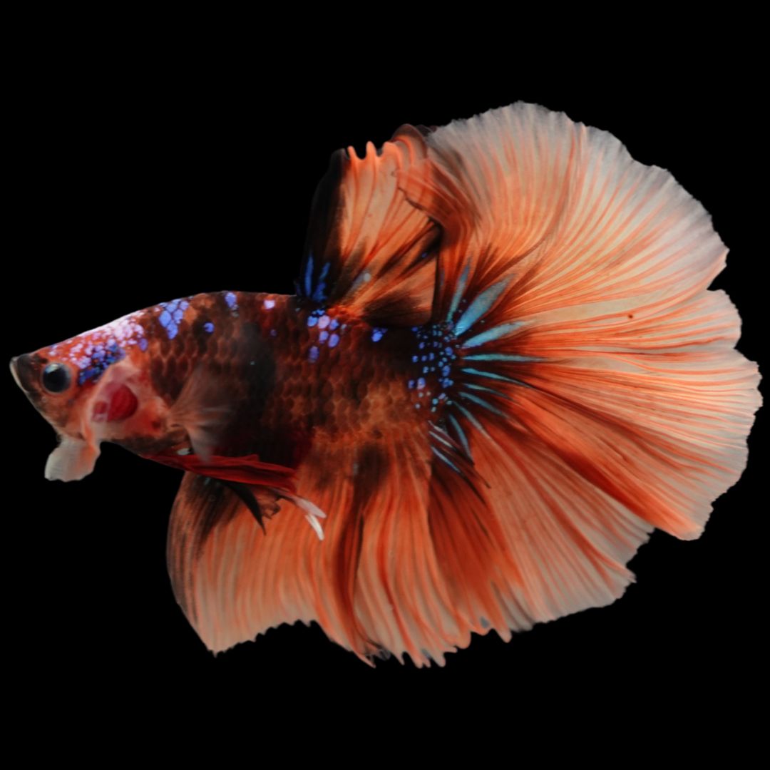 Rare Halfmoon Multicolors Betta Fish