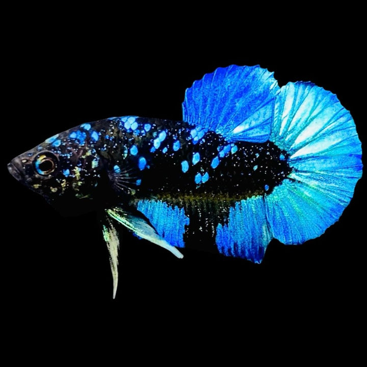 Rare Avatar Betta Fish