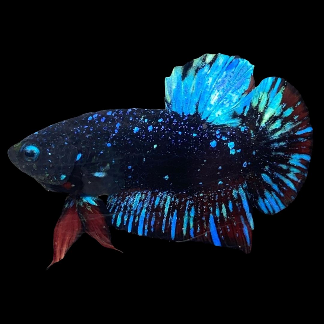 Rare Avatar Betta Fish