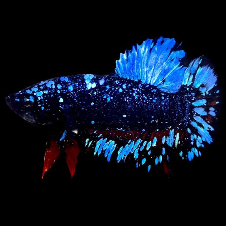 Rare Avatar Betta Fish