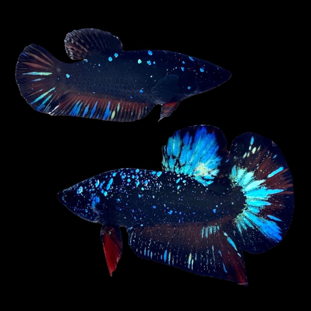 Rare Pair Galaxy Black Star Betta Fish