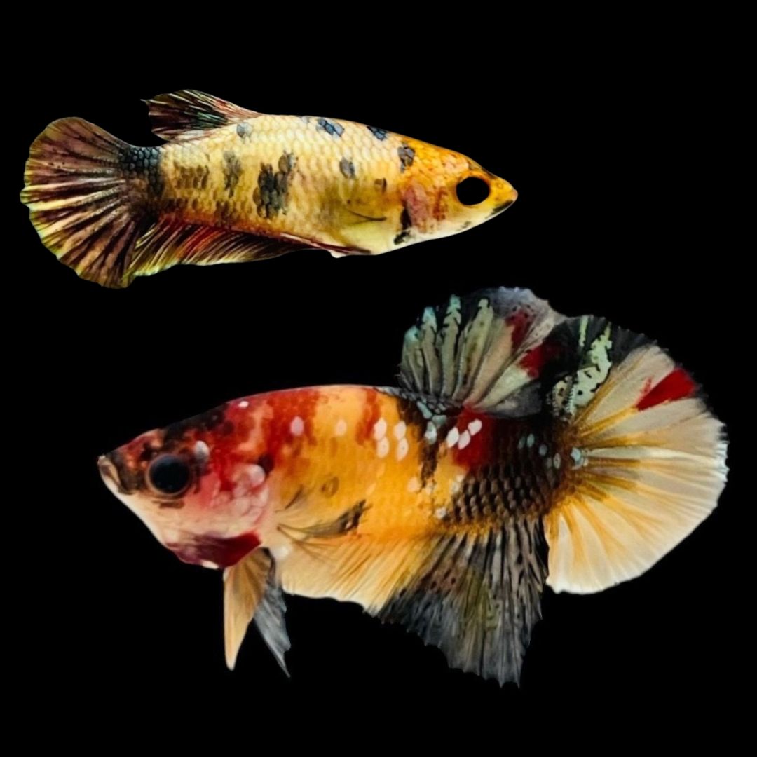 Rare Pair Nemo Copper Betta Fish