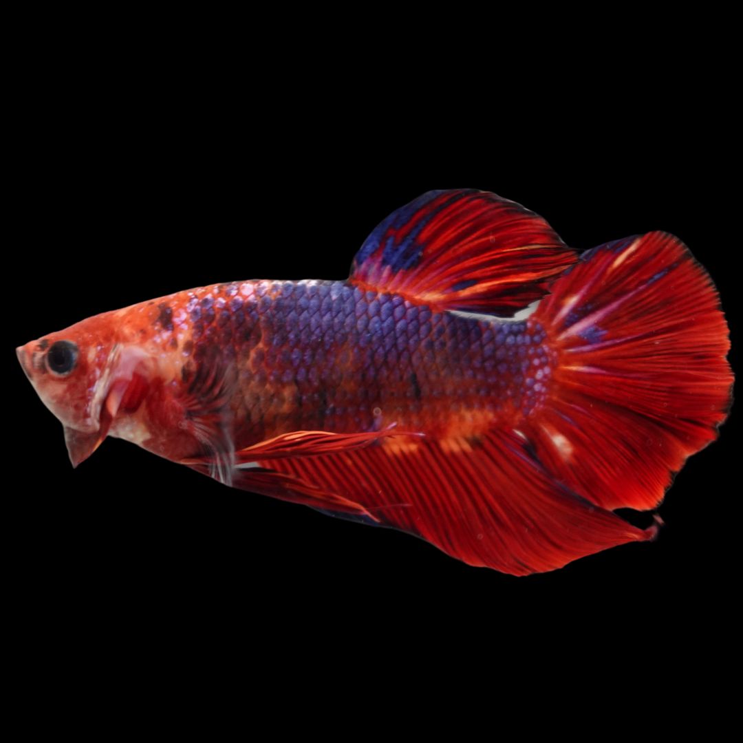 Rare Giant Multicolors Betta Fish