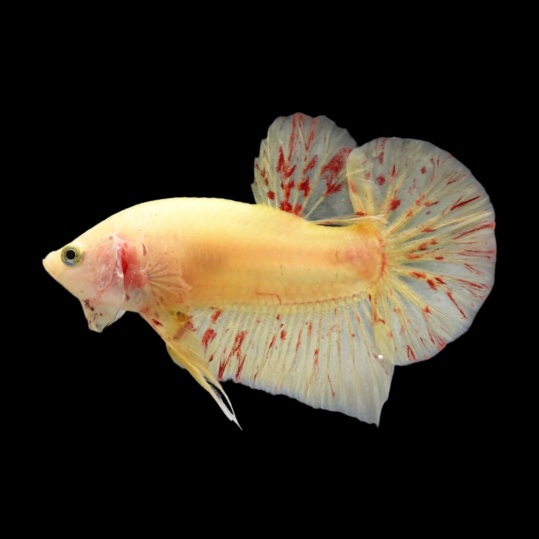 Vanda Color Betta Your browser does not support the video tag.