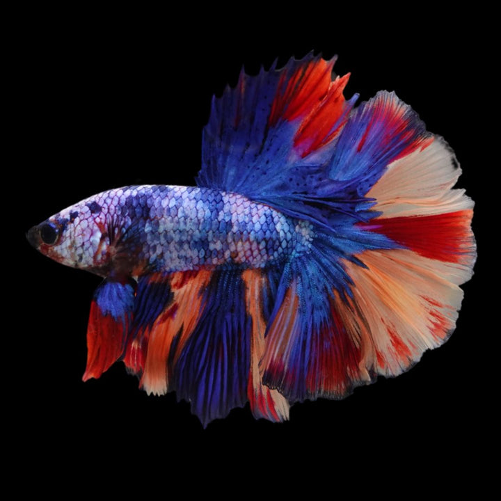 Rare Halfmoon Multicolors Betta Fish