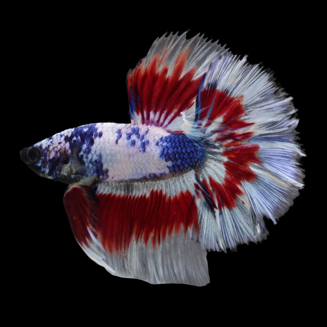 Competition Halfmoon Blue White And Red Betta Fish