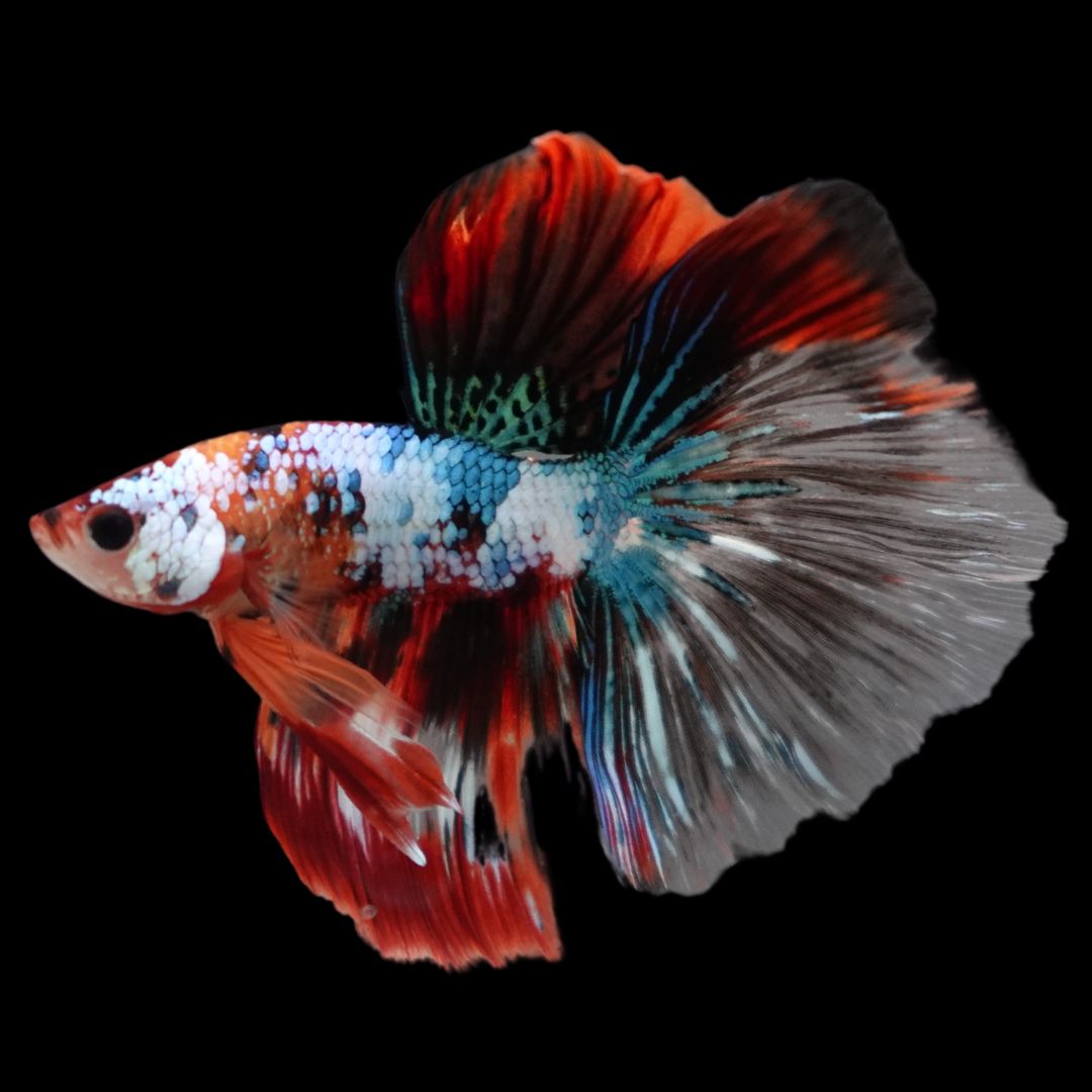 Rare Halfmoon Multicolors Betta Fish