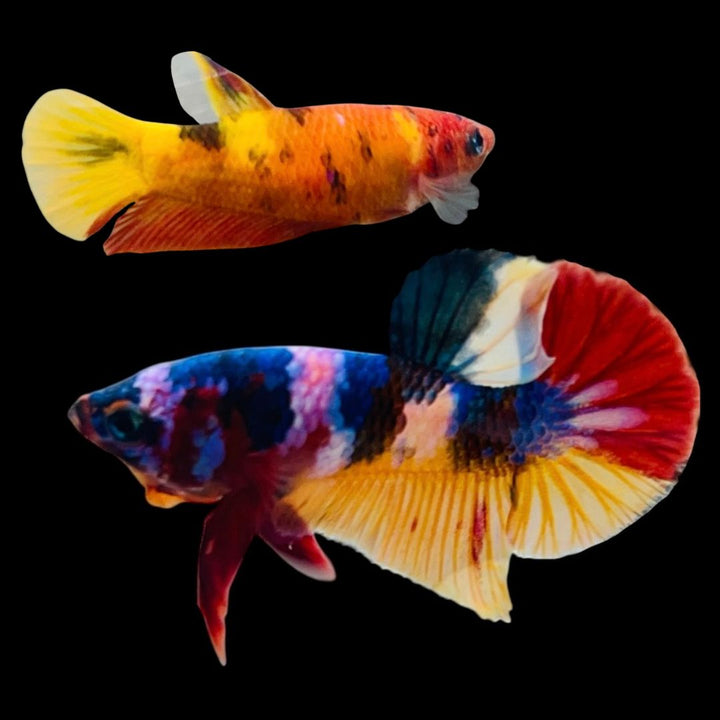 Rare Pair Koi Multicolors Betta Fish