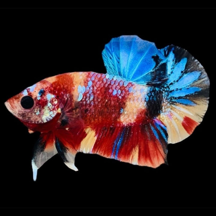 Rare Koi Multicolors Betta Fish