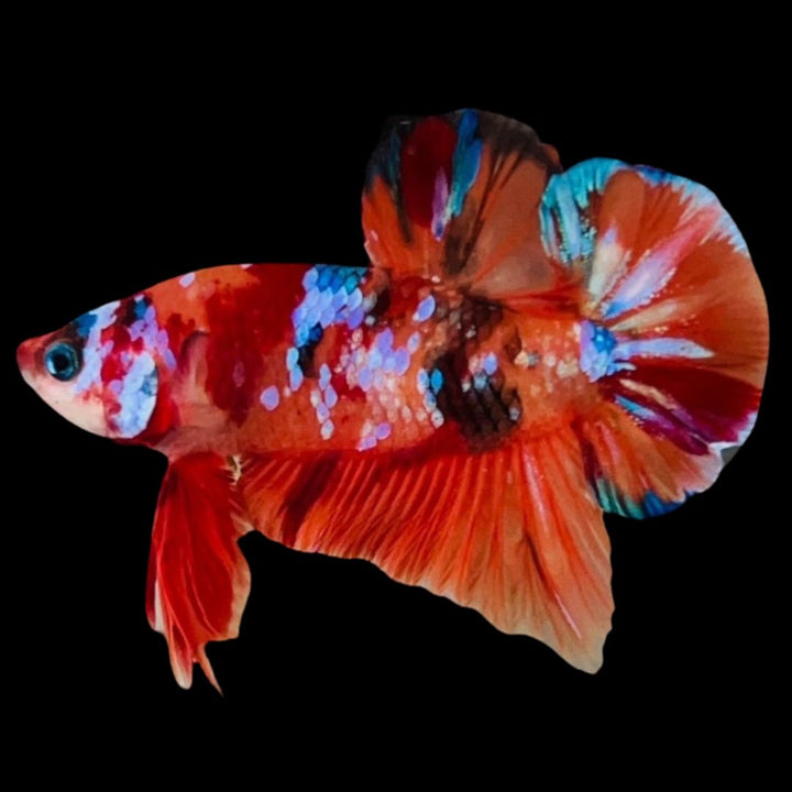 Rare Koi Multicolors Betta Fish