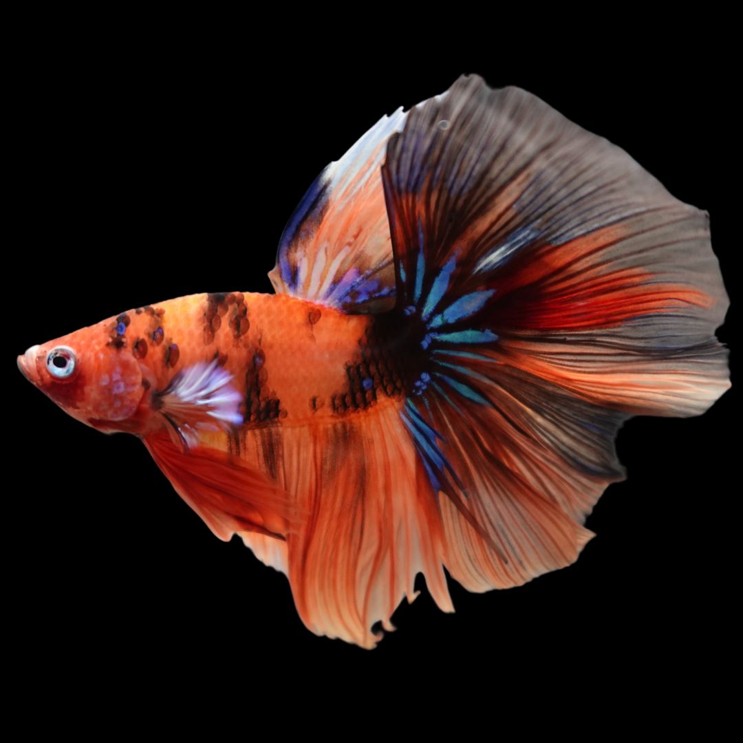 Rare Halfmoon Multicolors Betta Fish