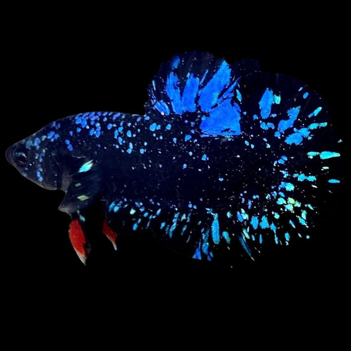 Rare Avatar Betta Fish