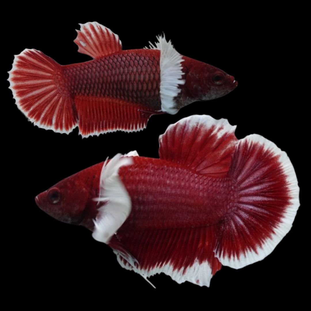 Rare Pair Dumbo Cherry Red Betta Fish