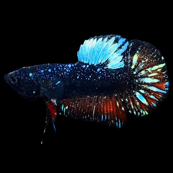 Rare Avatar Betta Fish (Male)