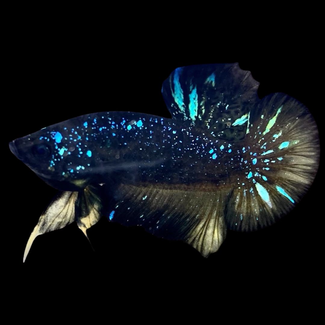 Rare Avatar Betta Fish